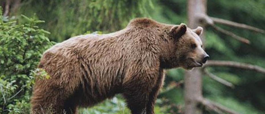 Prevenire e risarcire i danni causati dall'orso è costato alla Provincia 1.285.997 euro