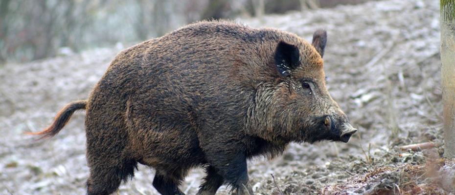 Non limitare più la caccia al cinghiale, troppo dannoso per l'ambiente e le colture nella nostra provincia