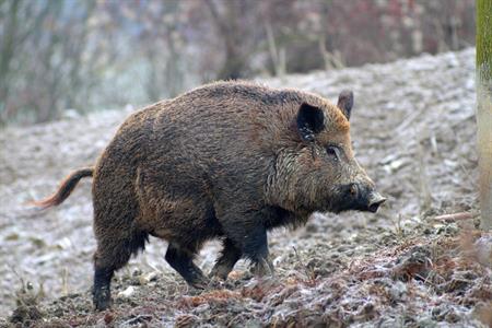 Non limitare più la caccia al cinghiale, troppo dannoso per l'ambiente e le colture nella nostra provincia