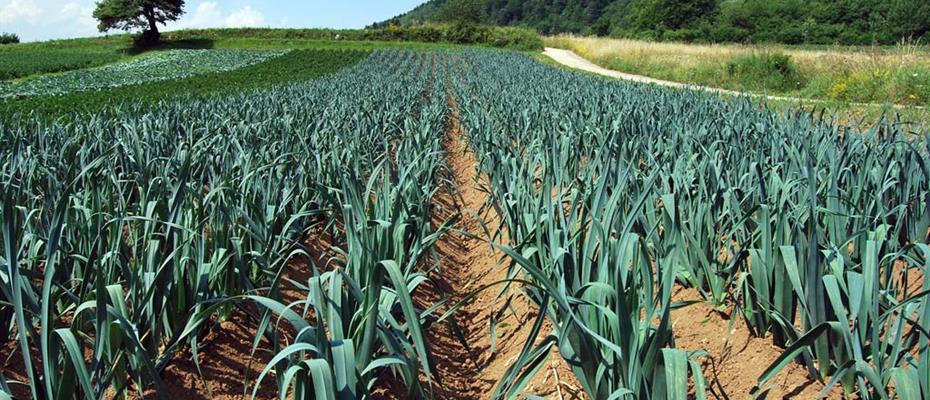 Fare del territorio agricolo trentino un distretto biologico? Si va verso il referendum propositivo