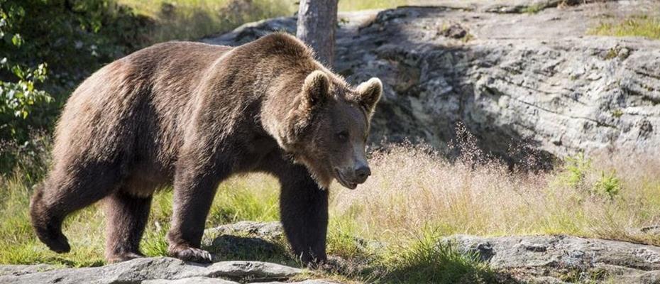 Tredici emendamenti al ddl sull'orso
