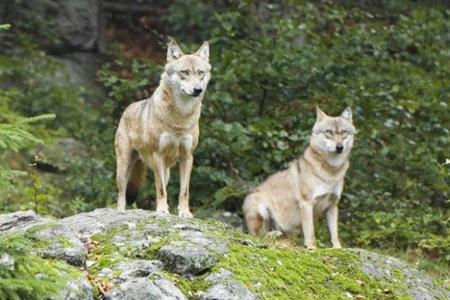 Borgonovo Re chiede di votare per parti separate la mozione dell’Upt sulla gestione del lupo