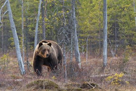 Capigruppo: deciso il programma della Conferenza d'informazione 'La gestione dei grandi carnivori in Trentino'