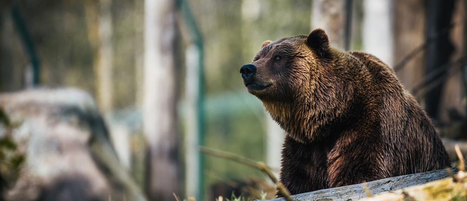 Sì al disegno di legge sull'orso