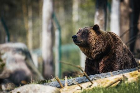 Sì al disegno di legge sull'orso