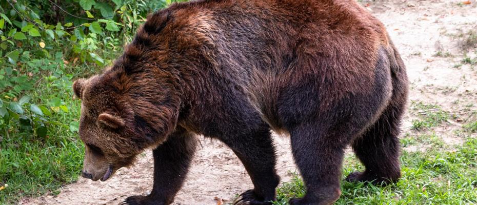 Continua la discussione sulla gestione dell’orso. Respinte due risoluzioni di Dallapiccola