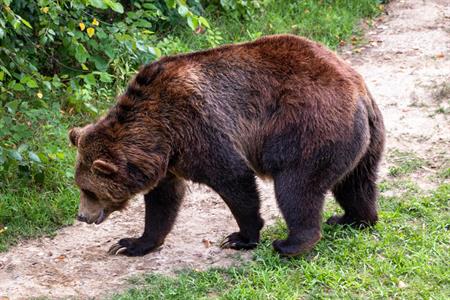 Continua la discussione sulla gestione dell’orso. Respinte due risoluzioni di Dallapiccola