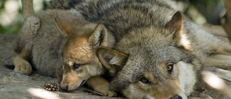 Possibilità di uccidere lupi e orsi: giovedì e venerdì le audizioni sul disegno di legge della Giunta 