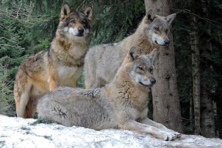Il controllo dei lupi nelle Alpi: approvata ad Alpbach la mozione moderata di Noggler