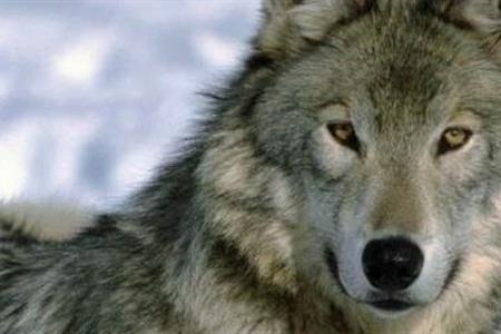 Contro le aggressioni dei lupi installati 30 recinti elettrificati e acquistati 15 cani da guardiania