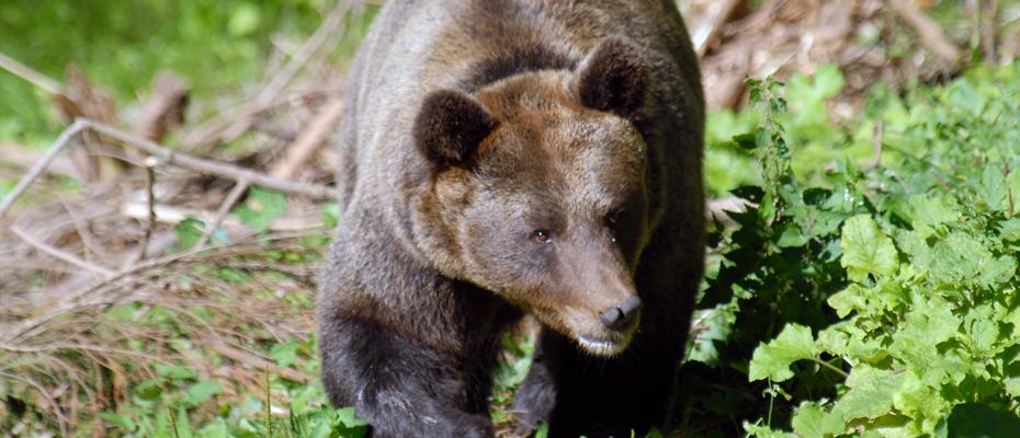 Martedì ci sarà la Conferenza d'informazione 'La gestione dei grandi carnivori in Trentino'