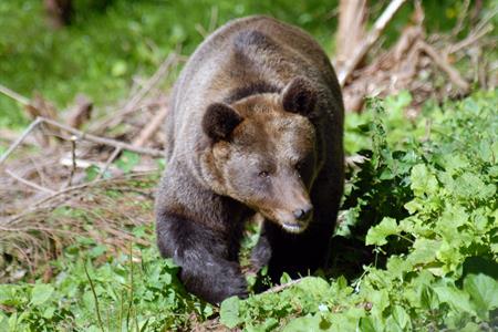 Martedì ci sarà la Conferenza d'informazione 'La gestione dei grandi carnivori in Trentino'