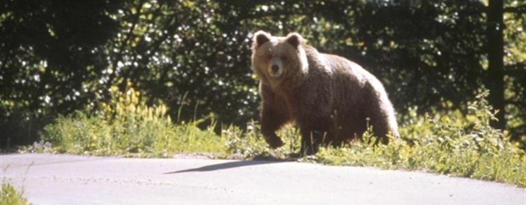 Oscilla tra 49 e 66 il numero di orsi in Trentino, cuccioli compresi. Pochi i danni sulle strade