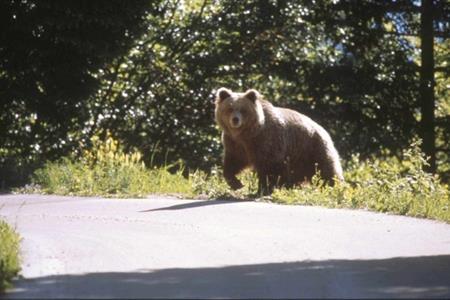 Oscilla tra 49 e 66 il numero di orsi in Trentino, cuccioli compresi. Pochi i danni sulle strade