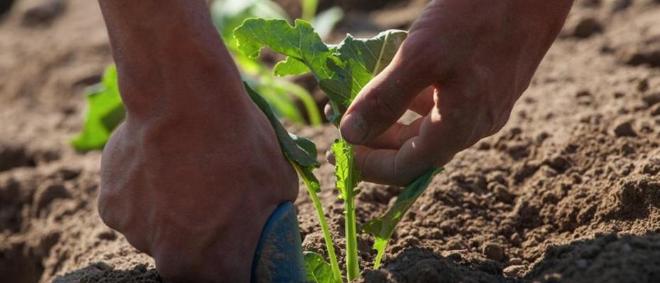 Sì al ddl Dallapiccola-Coppola sulla promozione delle piccole produzioni agroalimentari