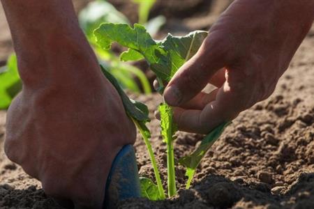 Sì al ddl Dallapiccola-Coppola sulla promozione delle piccole produzioni agroalimentari