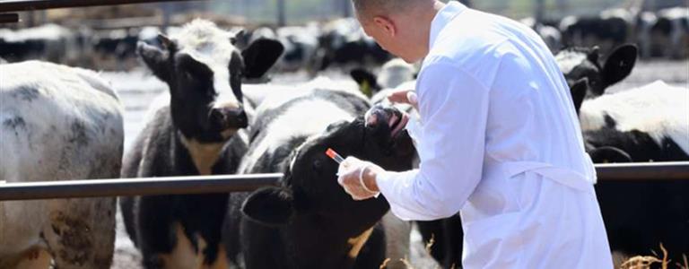 Approvata in aula la legge che crea una rete di sorveglianza epidemiologica e veterinario-aziendale