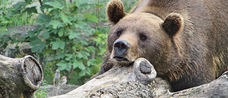 Via libera in aula alla possibilità di creare un parco per gli orsi problematici 