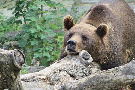 Via libera in aula alla possibilità di creare un parco per gli orsi problematici 